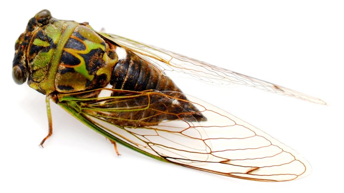 Annual cicadas are most common