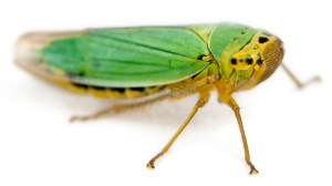 Green leafhoppers are closely related to cicadas