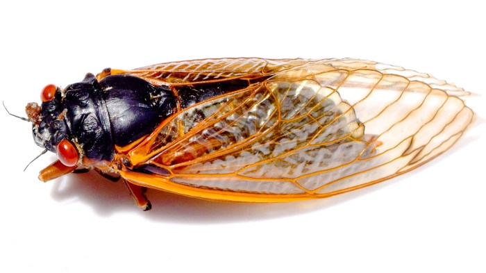 periodical cicadas