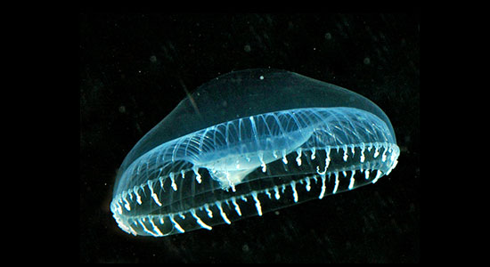 Crystal Jellyfish