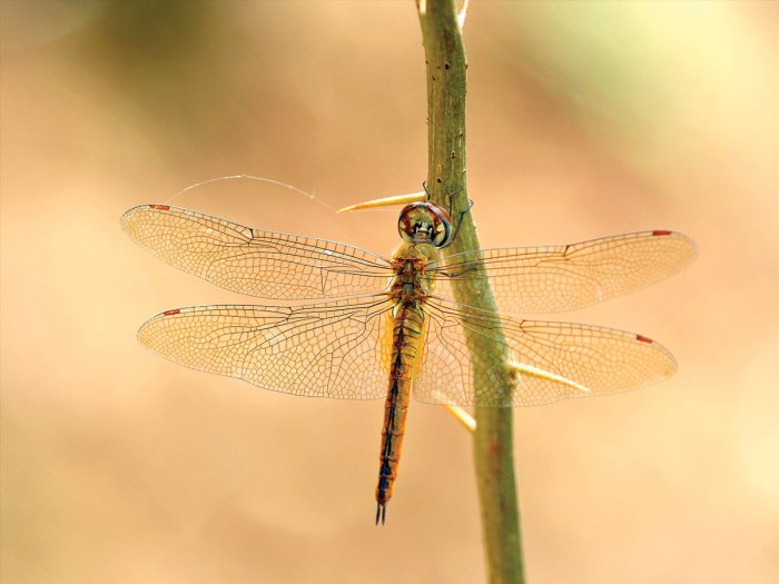 Wandering glider