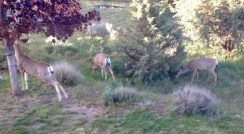 Mule Deer, 3 Does