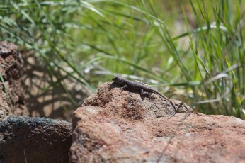 Western Fence Lizard