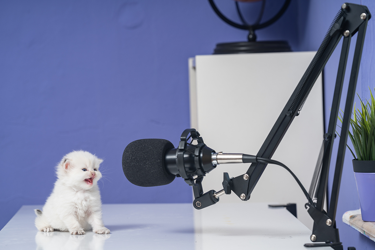 kitten meowing in front of microphone. Write a funny caption