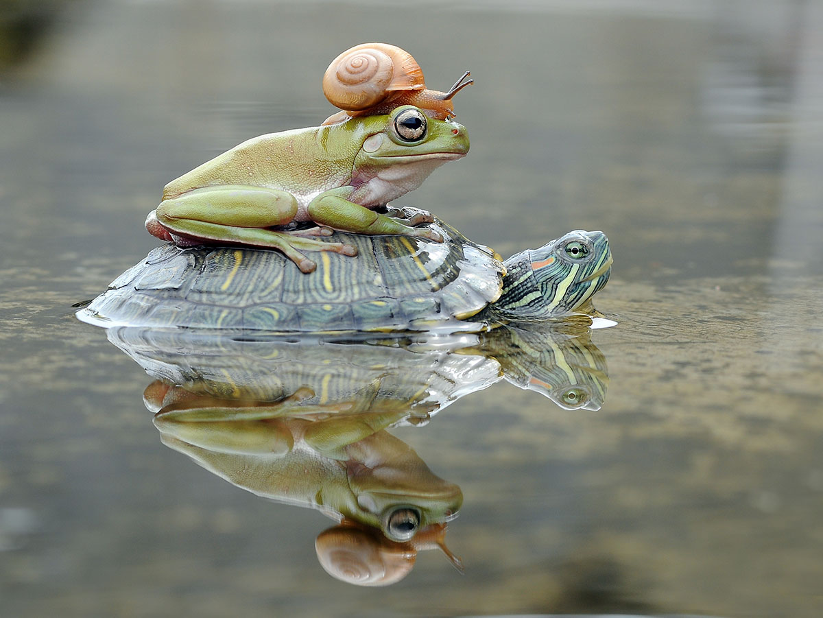 Snail on top of a frog on top of a turtle