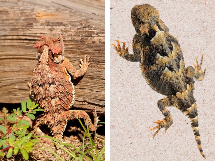 Greater short horned lizard