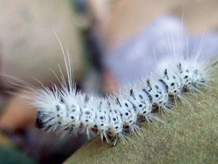 HICKORY TUSSOCK