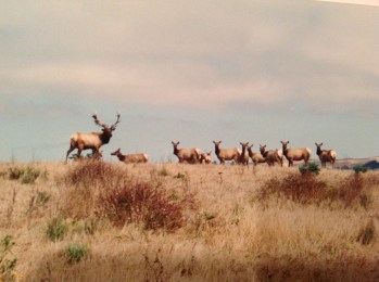 Tule Elk