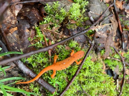 Juvenile Eastern (Red-Spotted) Newt