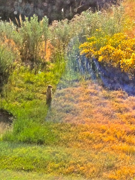 Ground squirrel