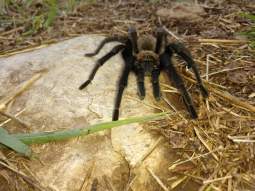 Texas Brown Tarantula