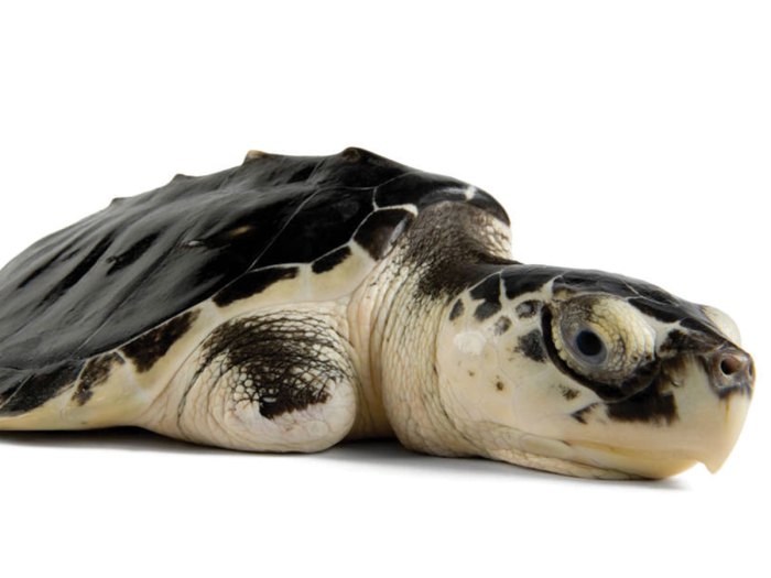 Kemp's Ridley Sea Turtle