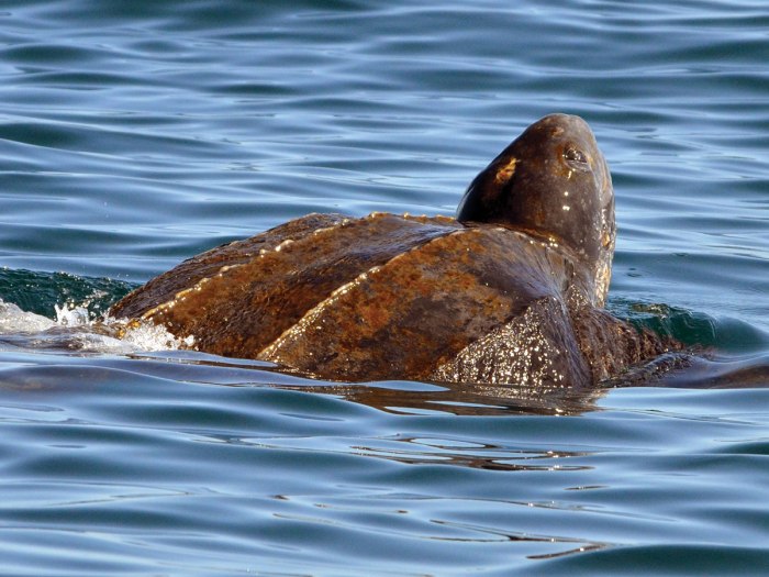 Leatherback sea turtle