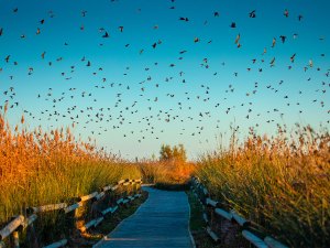 Bird migration