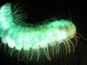 motyxia millipede