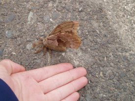 Giant Moth