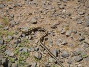 Garter Snake