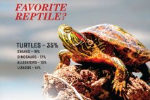 Favorite Reptile?