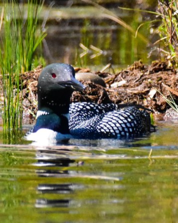 Common Loon