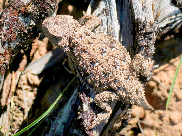 Pygmy short horned lizard