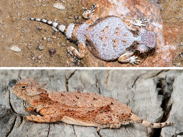 Round tailed horned lizard