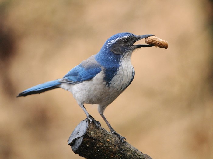 california scrub jay with a peanut in its beak