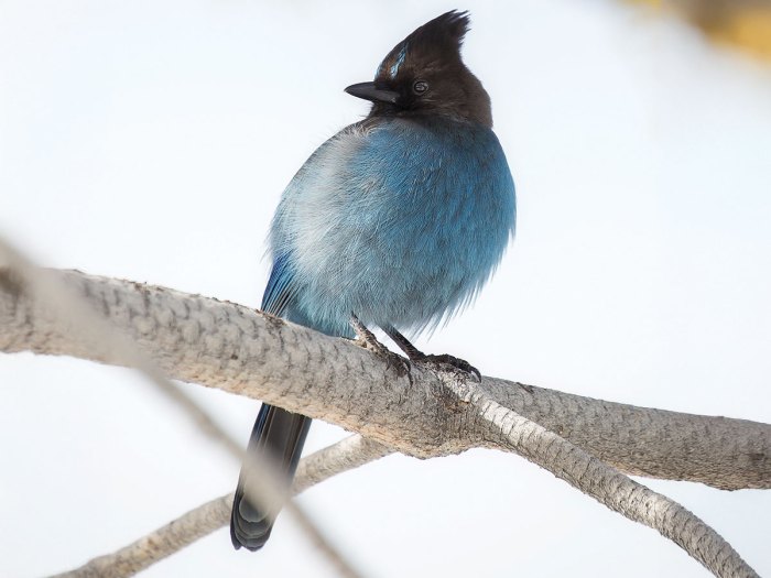 stellars jay perching on a branch