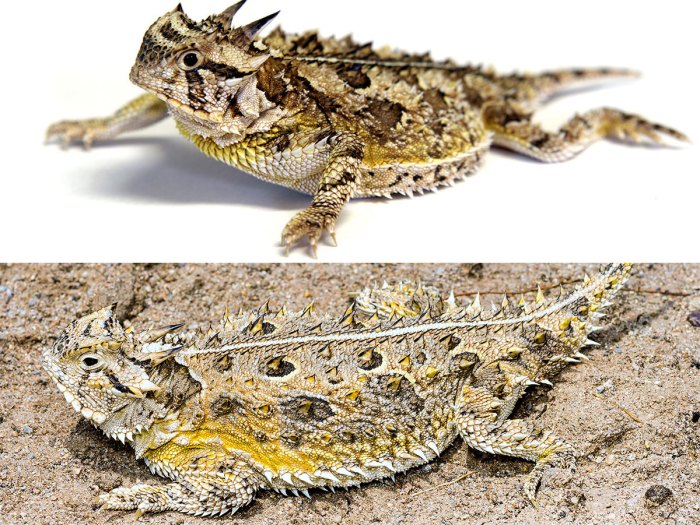 Texas horned lizard