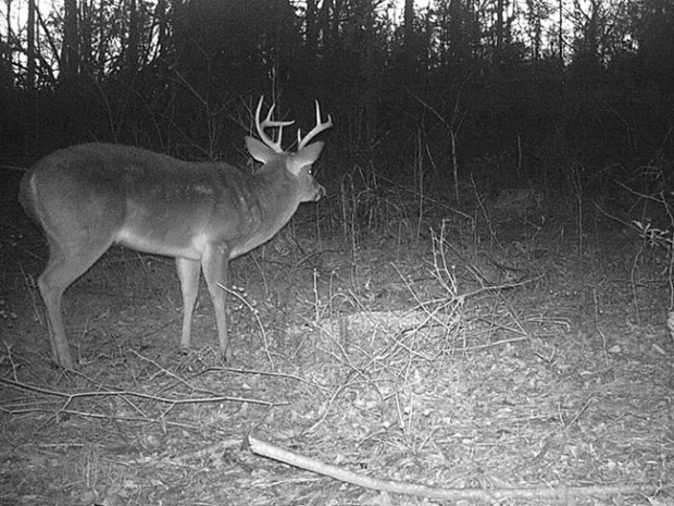 trailcam-3